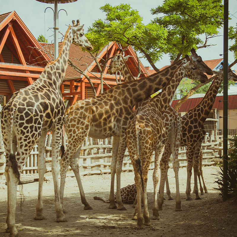 Al Ain Zoo